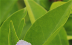 實(shí)驗(yàn)室里用水的純度及如何進(jìn)行分級(jí)